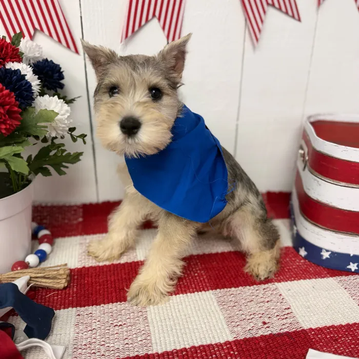 Male Mini Schnauzer puppy named Pepper for sale at Puppy Dreams Puyallup.