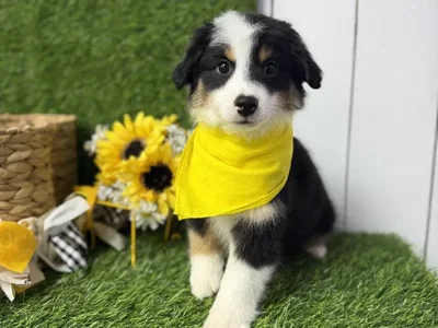 Male Mini Aussie puppy named Chip for sale at Puppy Dreams Puyallup.