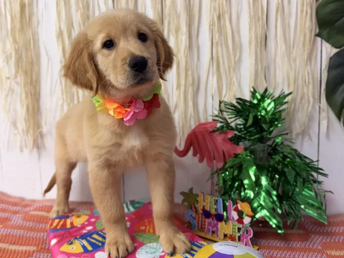 Female Golden Retriever puppy named Marley for sale at Puppy Dreams Puyallup.