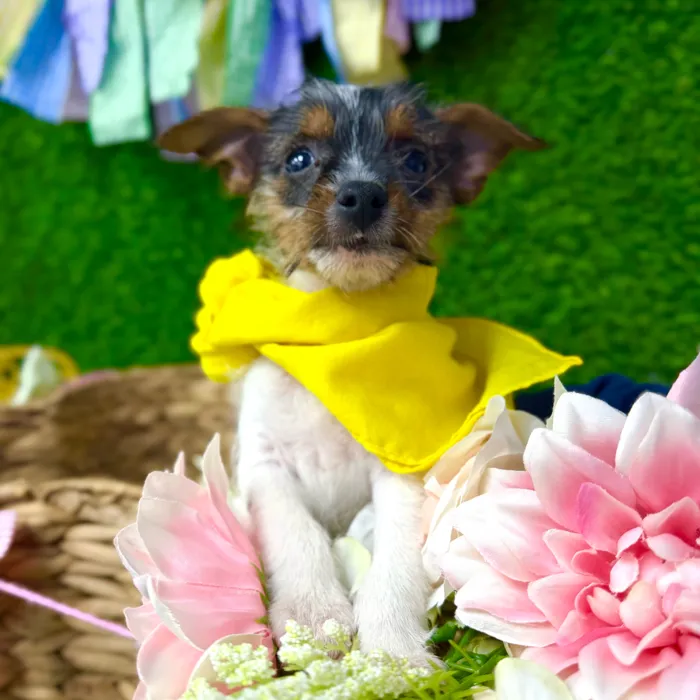 Male Yorkie-Chihuahua-Maltese Mix puppy named Frost for sale at Puppy Dreams Puyallup.