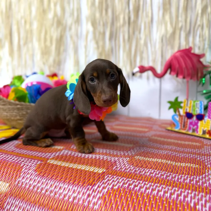 Male Dachshund puppy named Peanut for sale at Puppy Dreams Puyallup.