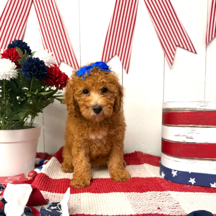 Female Mini Poodle puppy named Jam for sale at Puppy Dreams Puyallup.
