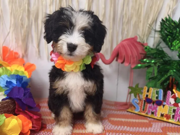 Female Bernedoodle puppy named Millie for sale at Puppy Dreams Puyallup.
