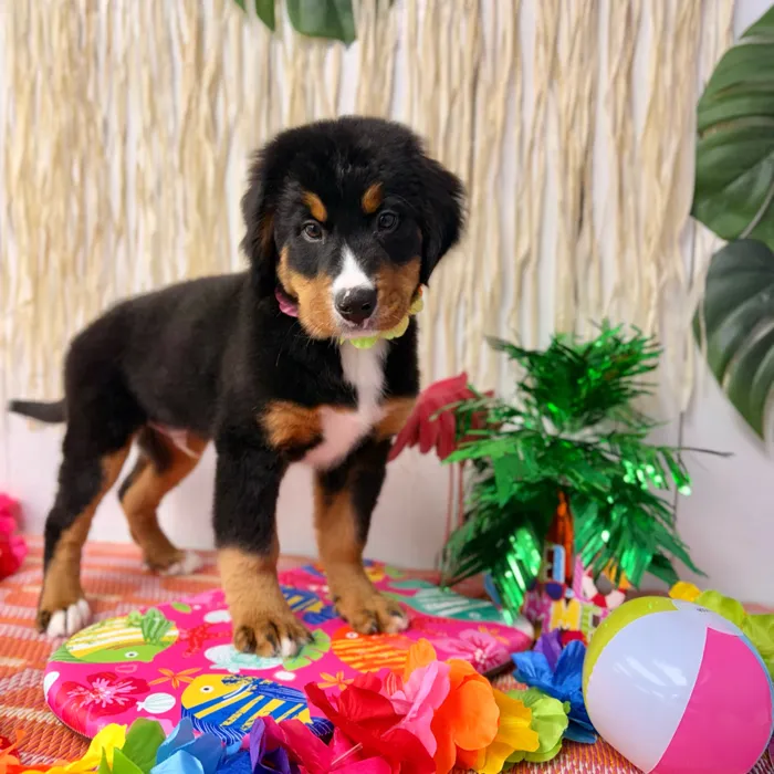 Male Bernese Mountain Dog puppy named Tucker for sale at Puppy Dreams Puyallup.