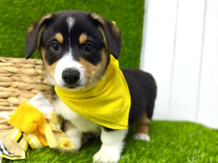 Male American Corgi puppy named Odin for sale at Puppy Dreams Puyallup.