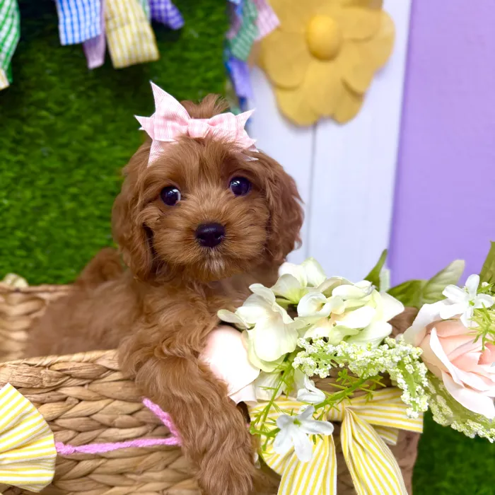 Female Cavapoo puppy named Autumn for sale at Puppy Dreams Puyallup.