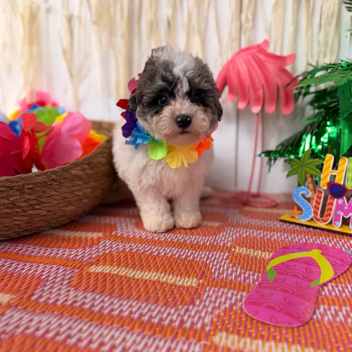 Male Mini Poodle puppy named Bingo for sale at Puppy Dreams Puyallup.