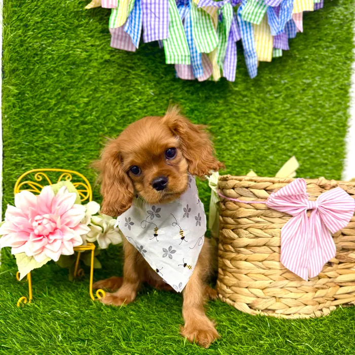 Male Cavalier King Charles Spaniel puppy named Ash for sale at Puppy Dreams Puyallup.