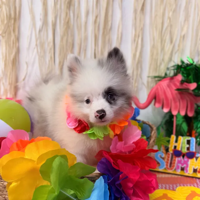 Male Pomeranian puppy named Sterling for sale at Puppy Dreams Puyallup.