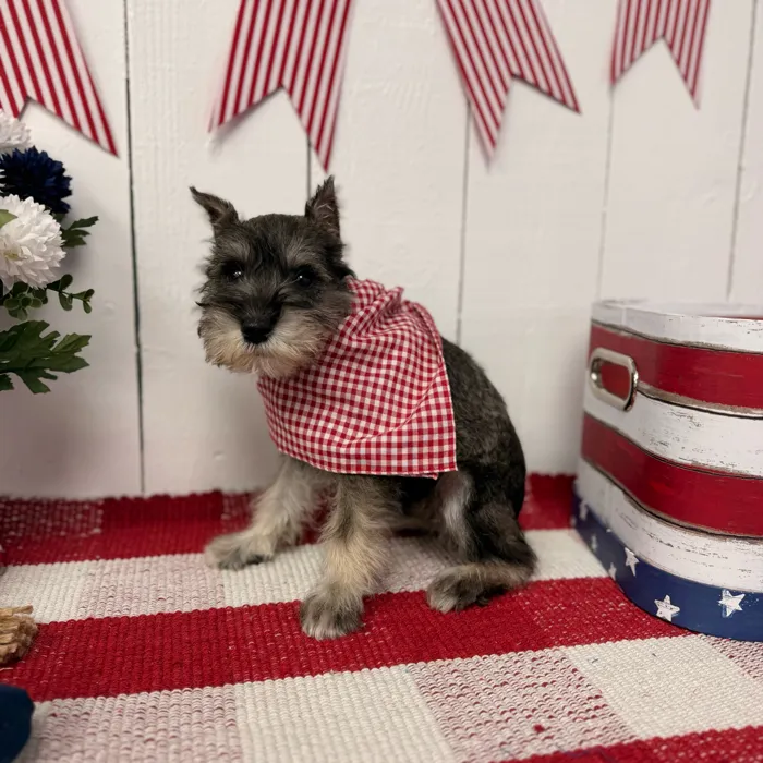 Male Mini Schnauzer puppy named Smokey for sale at Puppy Dreams Puyallup.