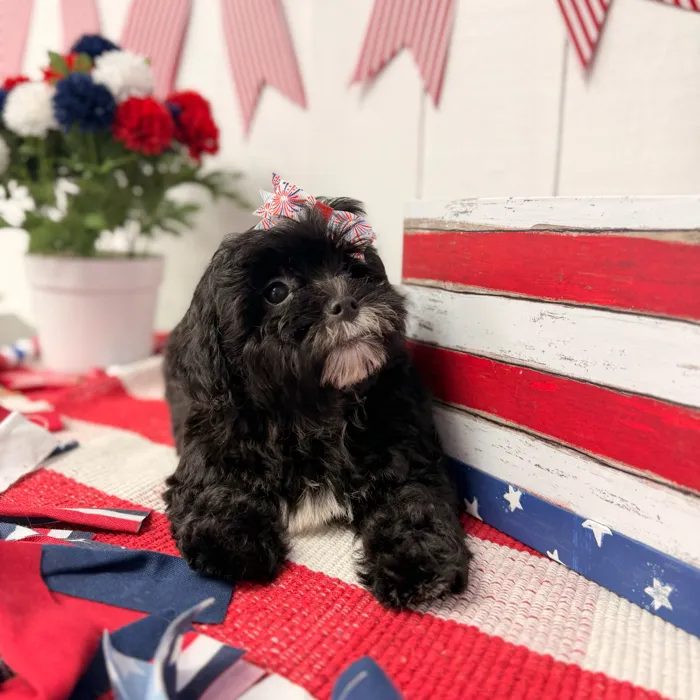 Female Shipoo puppy named Pepper for sale at Puppy Dreams Puyallup.