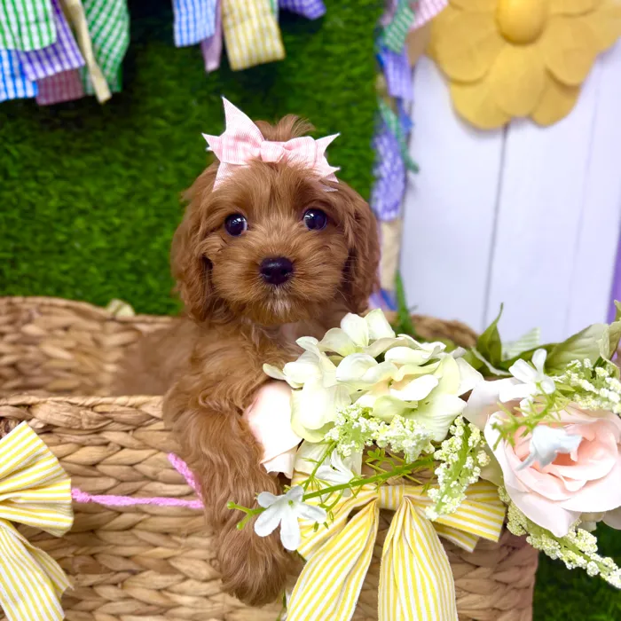 Female Cavapoo puppy named Autumn for sale at Puppy Dreams Puyallup.