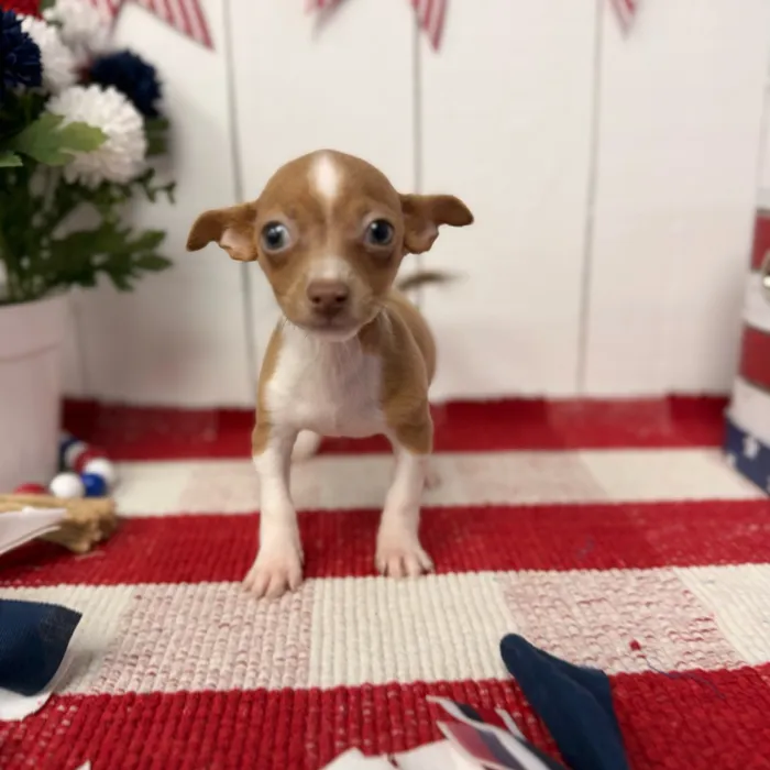 Female Chihuahua puppy named Chica for sale at Puppy Dreams Puyallup.