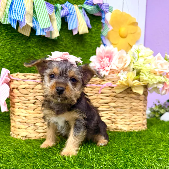 Female Yorkie-Chihuahua-Maltese Mix puppy named Pancakes for sale at Puppy Dreams Puyallup.