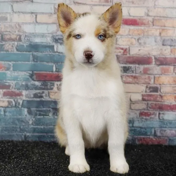 Female Pomsky puppy named Kaia for sale at Puppy Dreams Puyallup.