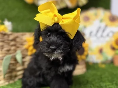 Female Schnoodle puppy named Olive for sale at Puppy Dreams Puyallup.