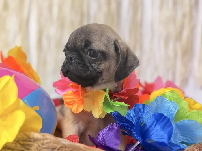 Female Pug puppy named Diva for sale at Puppy Dreams Puyallup.