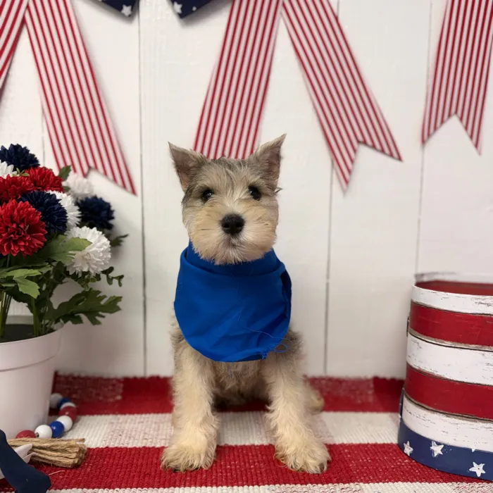 Male Mini Schnauzer puppy named Pepper for sale at Puppy Dreams Puyallup.