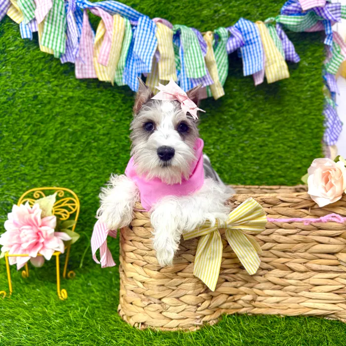 Female Mini Schnauzer puppy named Greta for sale at Puppy Dreams Puyallup.
