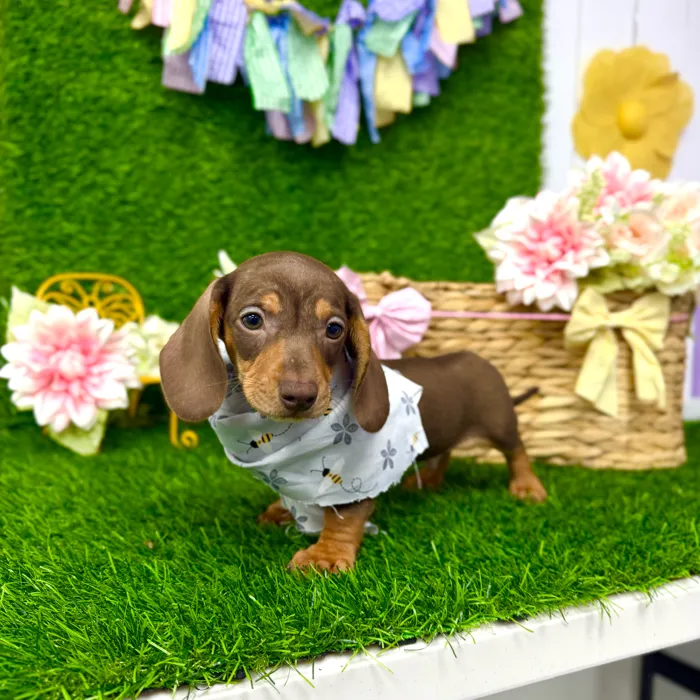 Male Dachshund puppy named Pumbaa for sale at Puppy Dreams Puyallup.
