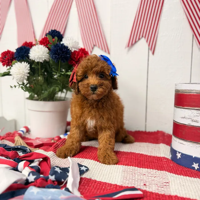 Female Mini Poodle puppy named Butter for sale at Puppy Dreams Puyallup.