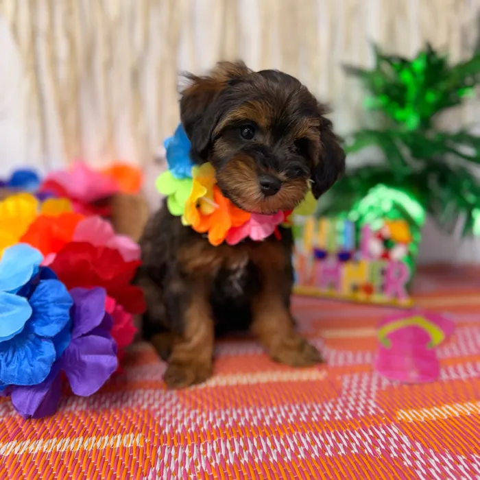 Male Schnoodle puppy named Whiskey for sale at Puppy Dreams Puyallup.