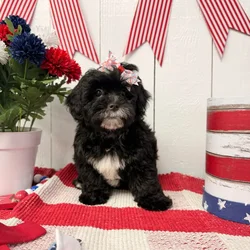 Female Shipoo puppy named Pepper for sale at Puppy Dreams Puyallup.