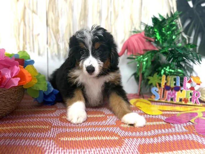 Male Bernedoodle puppy named Milo for sale at Puppy Dreams Puyallup.