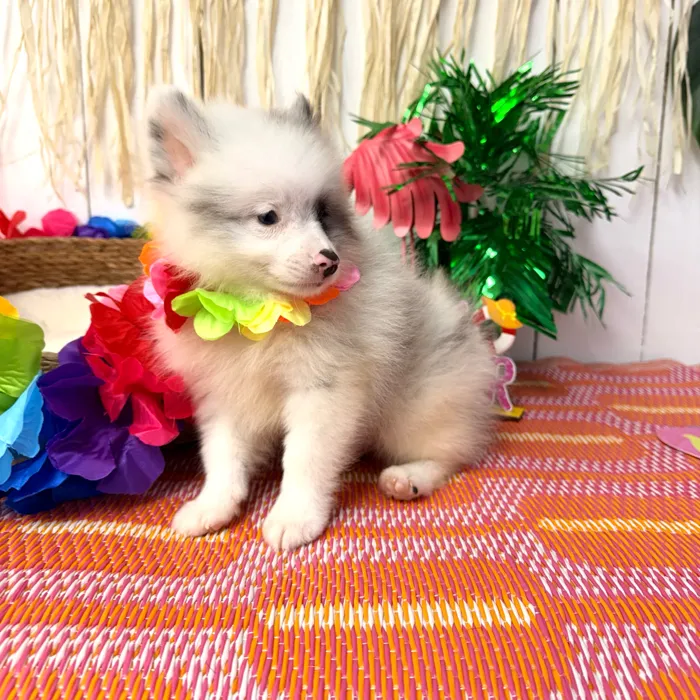 Male Pomeranian puppy named Sterling for sale at Puppy Dreams Puyallup.