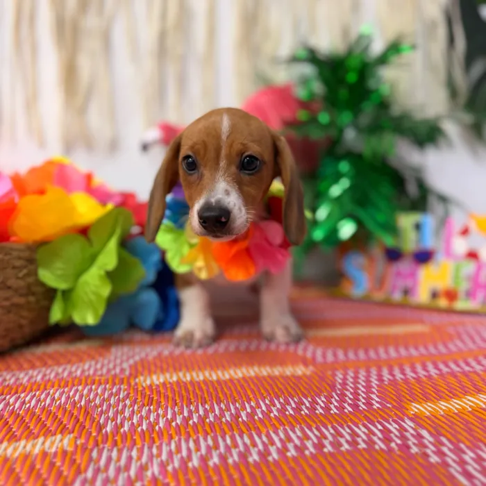 Male Dachshund puppy named Cashew for sale at Puppy Dreams Puyallup.