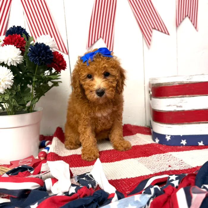 Female Mini Poodle puppy named Jam for sale at Puppy Dreams Puyallup.