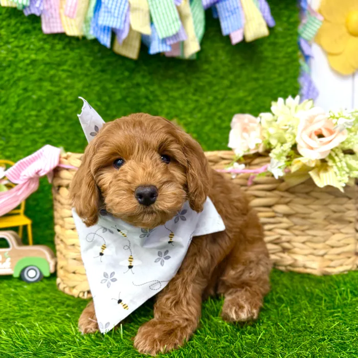 Male Cockapoo puppy named Copper for sale at Puppy Dreams Puyallup.