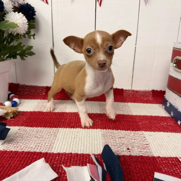 Female Chihuahua puppy named Chica for sale at Puppy Dreams Puyallup.