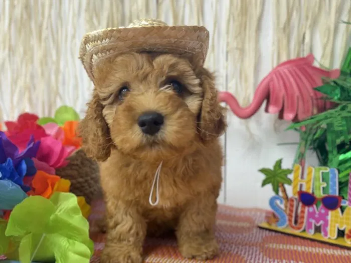 Male Mini Goldendoodle puppy named Bear for sale at Puppy Dreams Puyallup.