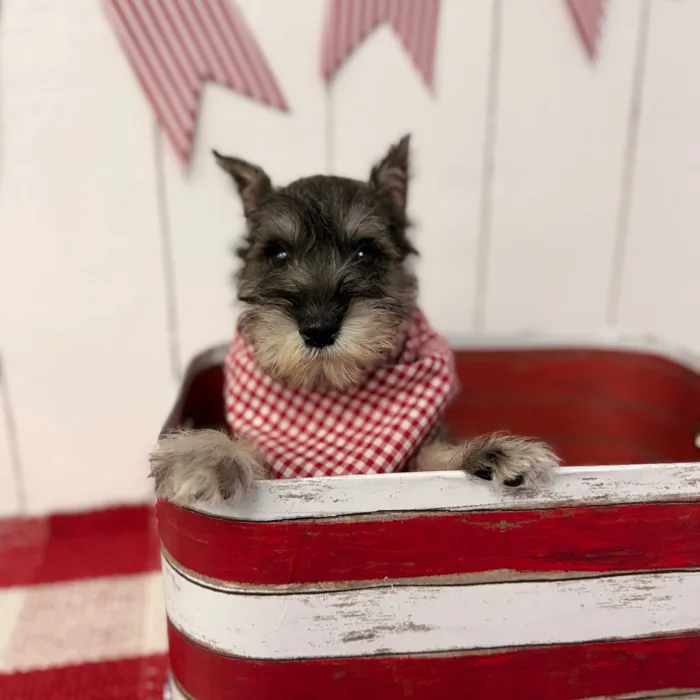 Male Mini Schnauzer puppy named Smokey for sale at Puppy Dreams Puyallup.