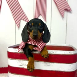 Male Dachshund puppy named Zazu for sale at Puppy Dreams Puyallup.
