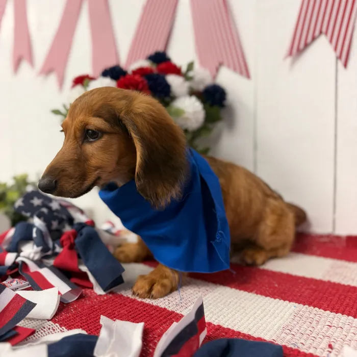 Male Dachshund puppy named Rocket for sale at Puppy Dreams Puyallup.