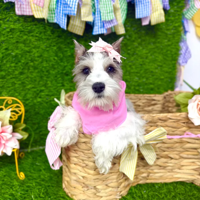 Female Mini Schnauzer puppy named Greta for sale at Puppy Dreams Puyallup.