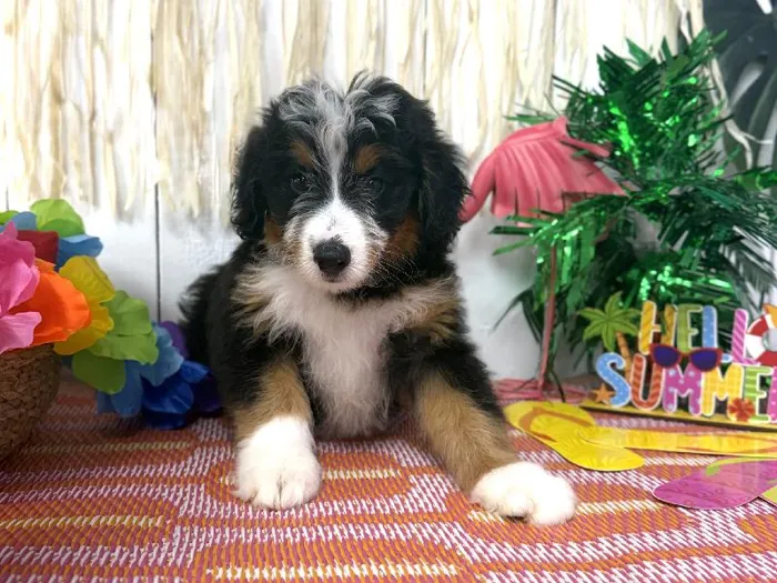 Male Bernedoodle puppy named Milo for sale at Puppy Dreams Puyallup.