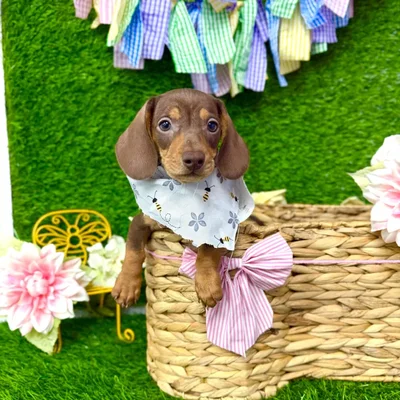 Male Dachshund puppy named Pumbaa for sale at Puppy Dreams Puyallup.