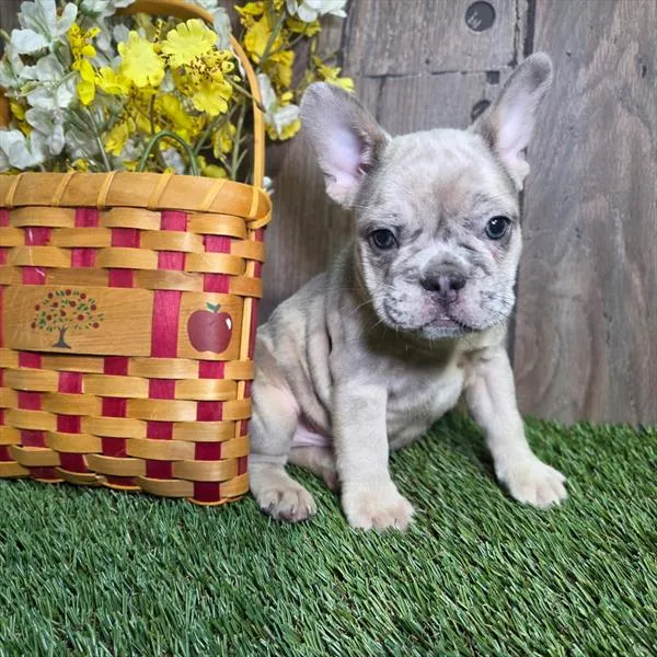 Male French Bulldog puppy named Prada for sale at Puppy Dreams Puyallup.
