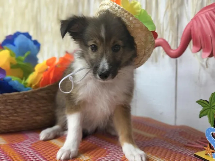 Male Sheltie puppy named Timber for sale at Puppy Dreams Puyallup.