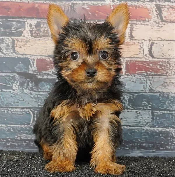 Female Yorkie puppy for sale at Puppy Dreams Puyallup.