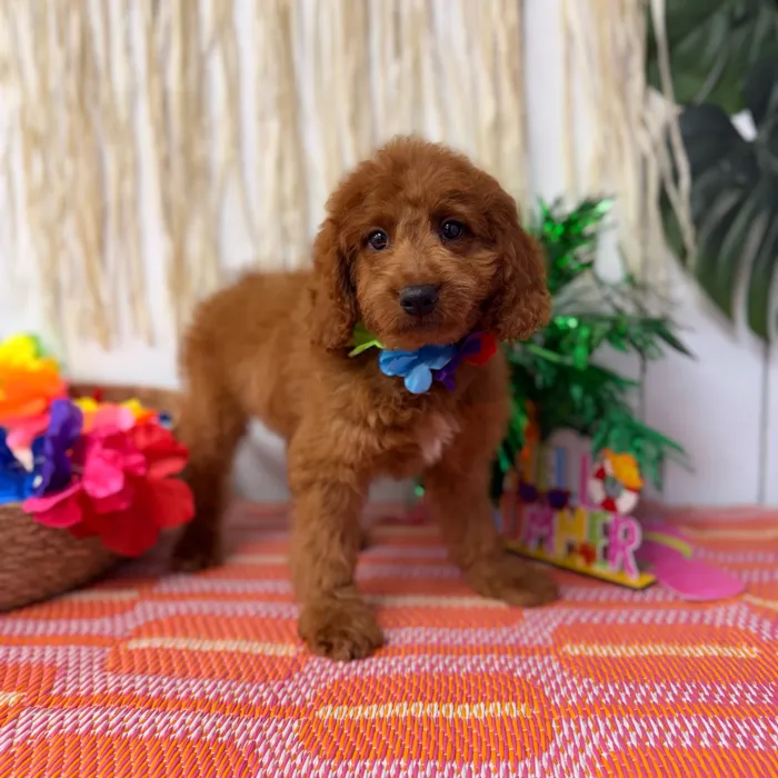 Female Mini Goldendoodle puppy named Marigold for sale at Puppy Dreams Puyallup.