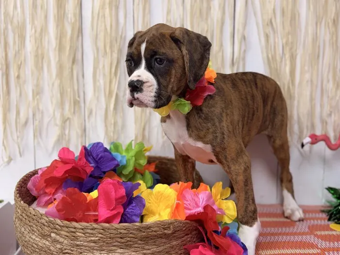 Female Boxer puppy named Roxy for sale at Puppy Dreams Puyallup.