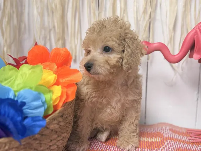 Male Maltipoo puppy named Angel for sale at Puppy Dreams Puyallup.