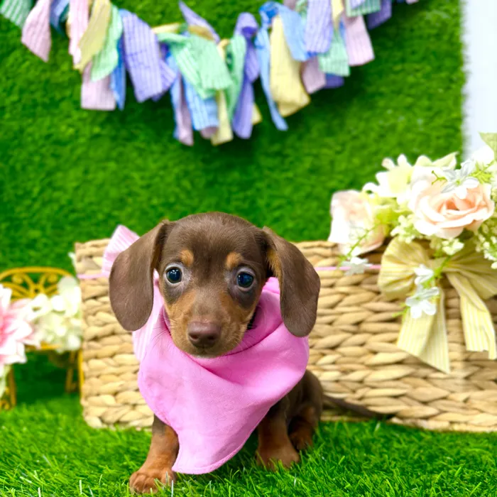 Female Dachshund puppy named Nala for sale at Puppy Dreams Puyallup.