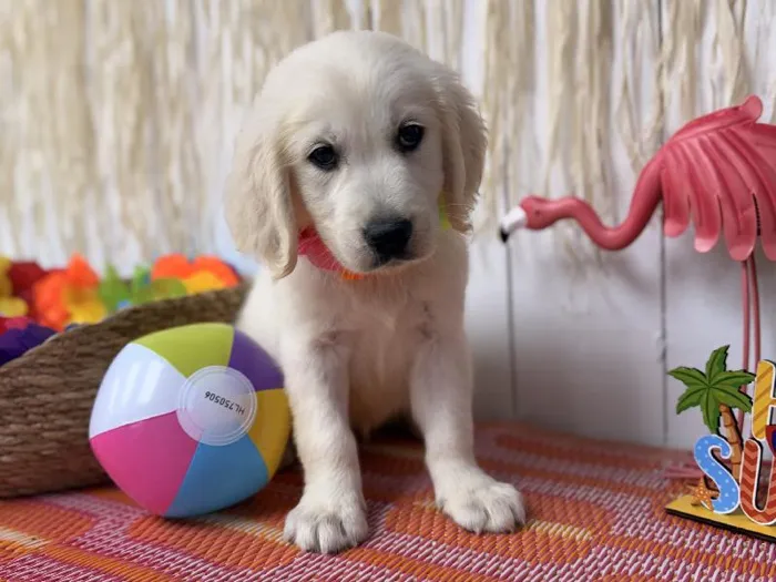 Female Golden Retriever puppy named Heaven for sale at Puppy Dreams Puyallup.