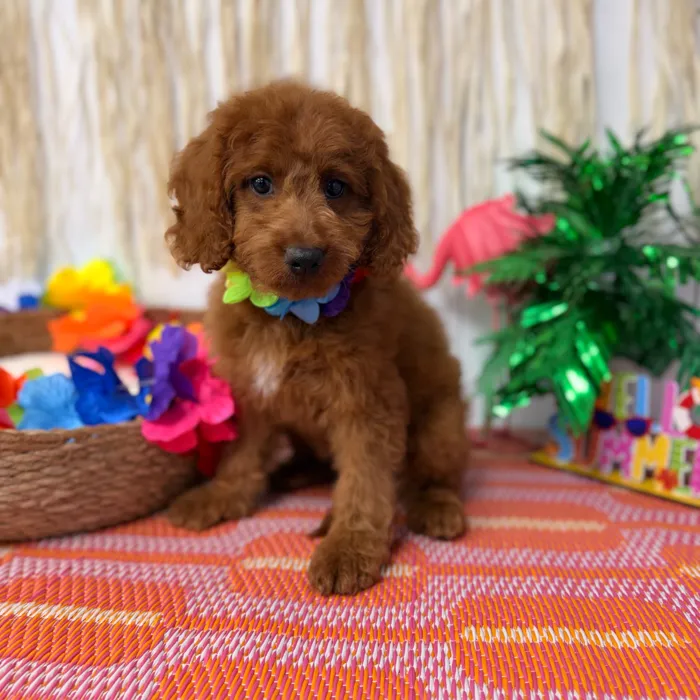 Female Mini Goldendoodle puppy named Marigold for sale at Puppy Dreams Puyallup.