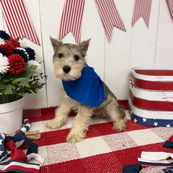 Male Mini Schnauzer puppy named Pepper for sale at Puppy Dreams Puyallup.